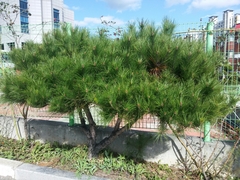 Pinus densiflora