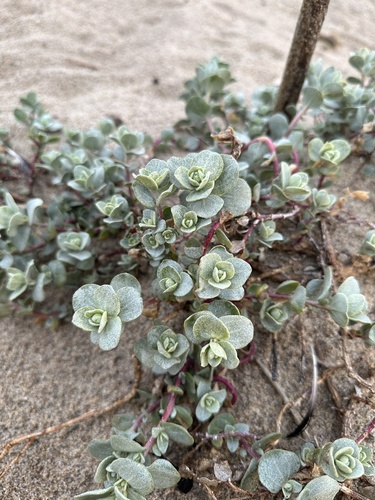 Image of Atriplex leucophylla by (c) Matt Berger, some rights reserved (CC BY)