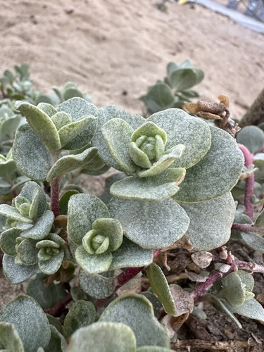 Image of Atriplex leucophylla by (c) Matt Berger, some rights reserved (CC BY)