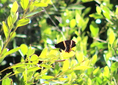 Papilio garamas garamas