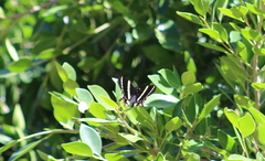 Papilio garamas garamas