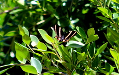 Papilio garamas garamas
