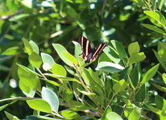 Papilio garamas garamas