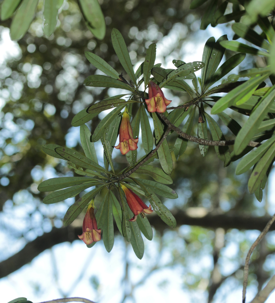 Thiollierea neriifolia