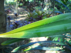 Pandanus pancheri