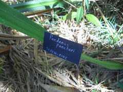 Pandanus pancheri