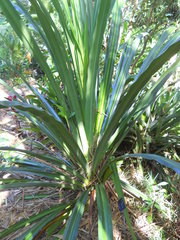 Pandanus pancheri
