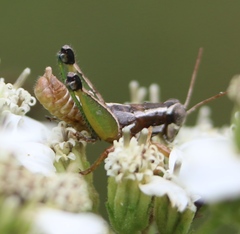 Phaedrotettix