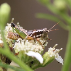 Phaedrotettix