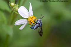 Thyreus himalayensis