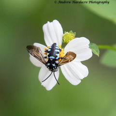 Thyreus himalayensis