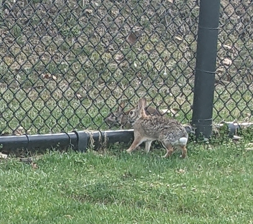 Eastern Cottontail photographed in Ohio