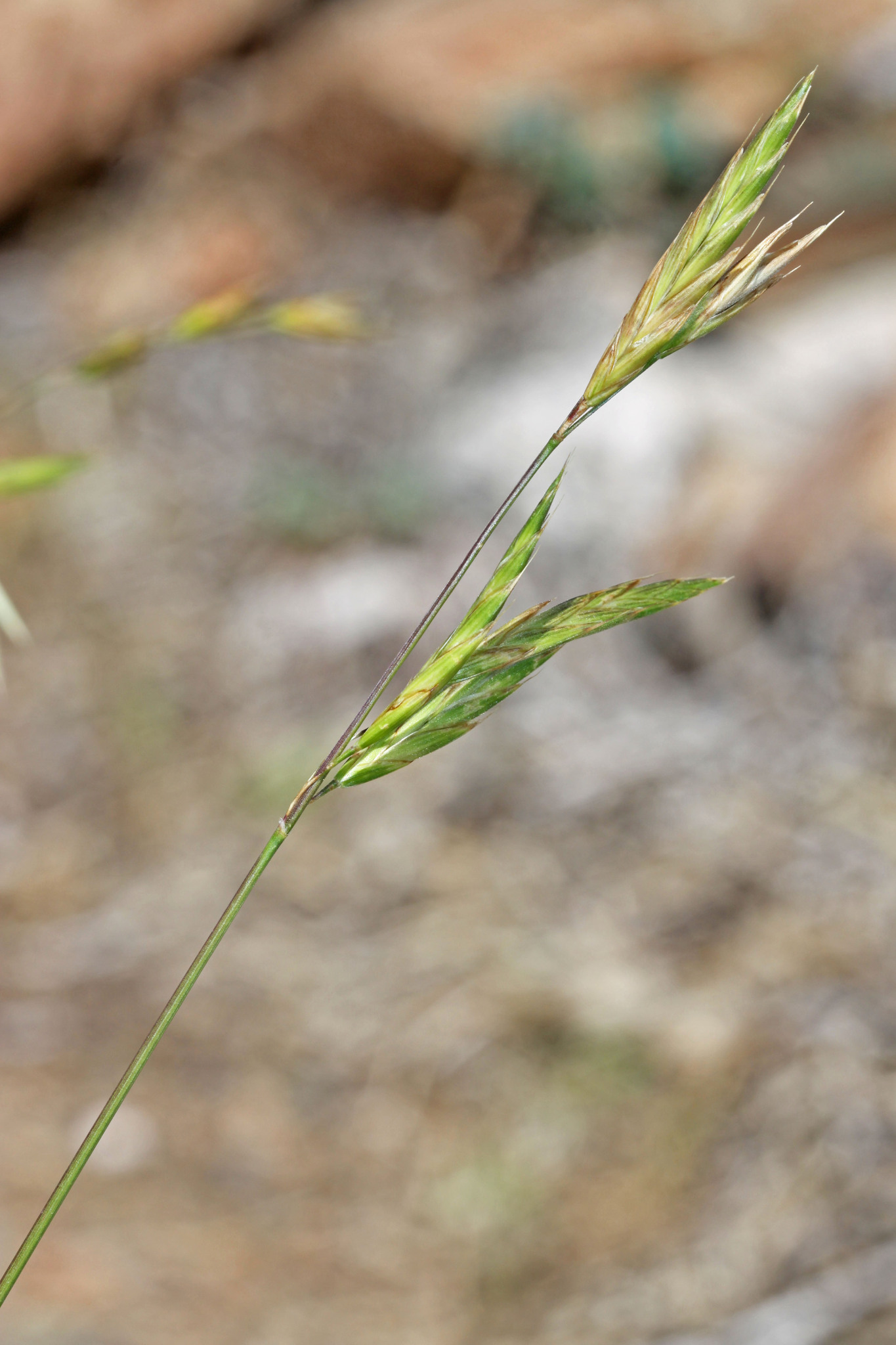 Bromus marginatus