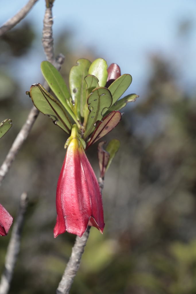 Thiollierea campanulata