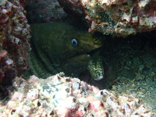 Photo of Panamic green moray (Gymnothorax castaneus)