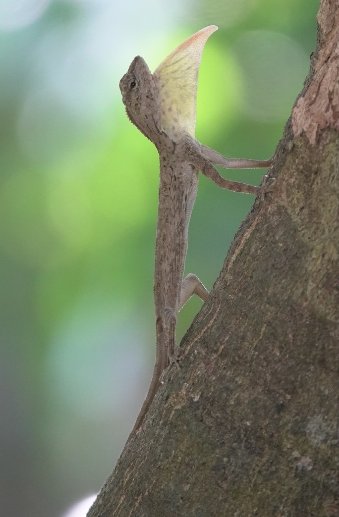 Batan Flying Lizard
