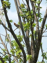 Cardinalis cardinalis