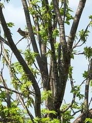Cardinalis cardinalis