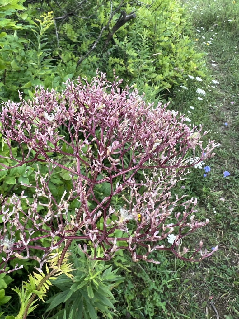 dicots from South Hero Island, South Hero, VT, US on August 09, 2022 at