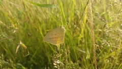Eurema laeta