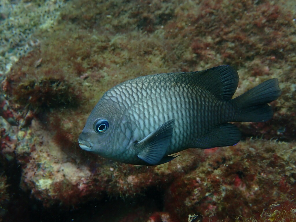 Acapulco Damselfish
