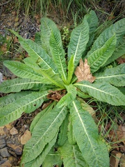 Dipsacus fullonum