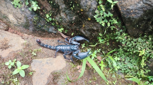Photo of Asian Blue Forest Scorpion (Javanimetrus cyaneus)