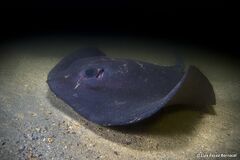 Pelagic Stingray photo 2