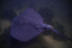 Pelagic Stingray photo 3