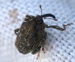 Parethelcus pollinarius