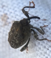 Parethelcus pollinarius