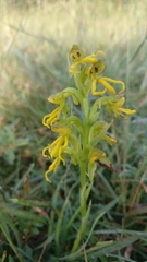 Habenaria marginata