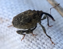Parethelcus pollinarius