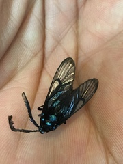 Zama nigrigemma