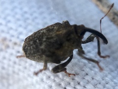 Parethelcus pollinarius