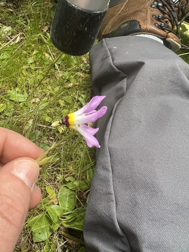iNaturalist observation photo of Padre's Shooting Star