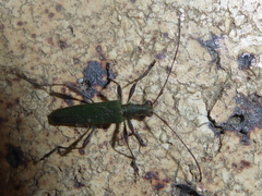 Calliprason sinclairi