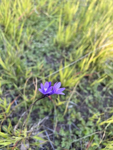 iNaturalist observation photo of blue dicks