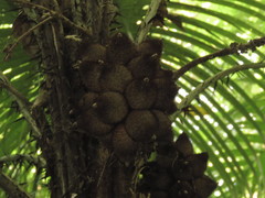 Astrocaryum mexicanum