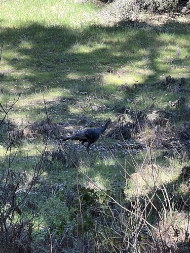 iNaturalist observation photo of Wild Turkey