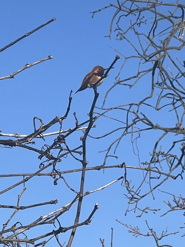 iNaturalist observation photo of Rufous Hummingbird
