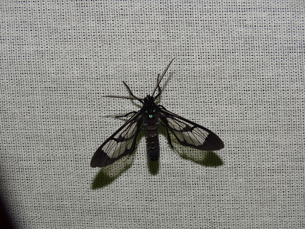Cosmosoma elegans