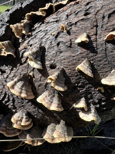 iNaturalist observation photo of Mushrooms, Bracket Fungi, Puffballs, and Allies
