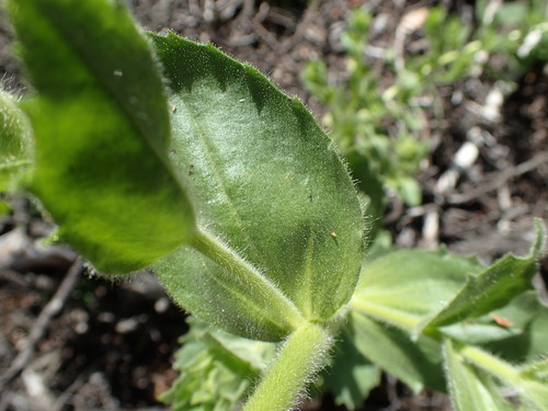 Image of Hulsea heterochroma by no rights reserved