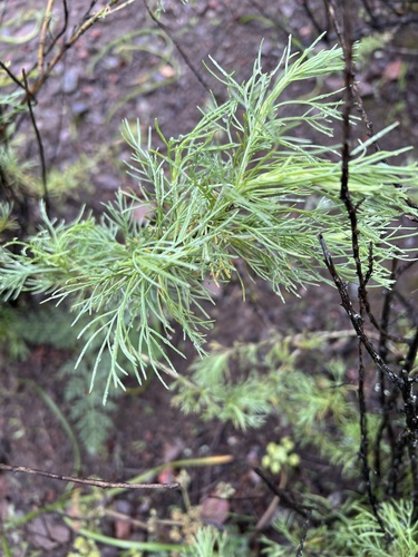iNaturalist observation photo of California sagebrush