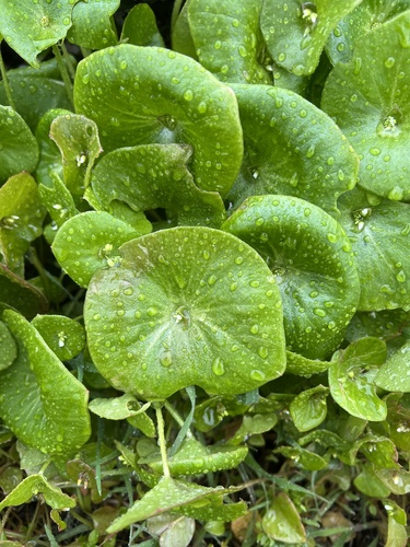iNaturalist observation photo of miner's lettuce