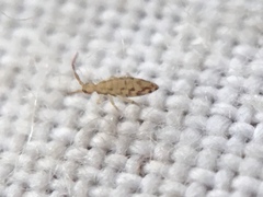 Entomobrya intermedia