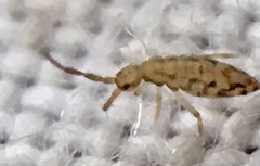 Entomobrya intermedia