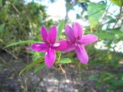 Pseuderanthemum laxiflorum