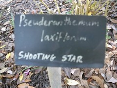 Pseuderanthemum laxiflorum